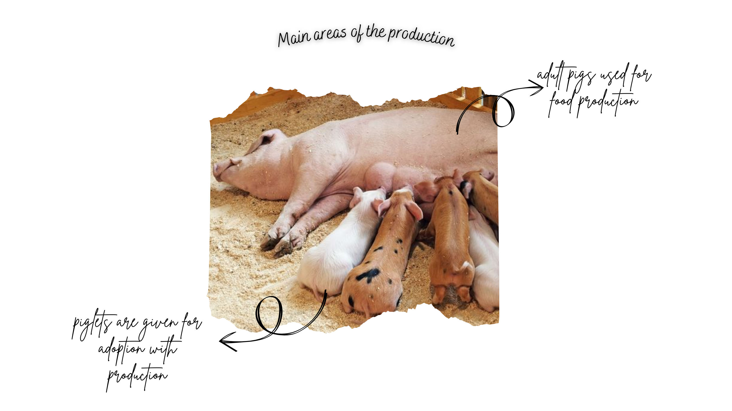 Pig Farming Revolution - 3
